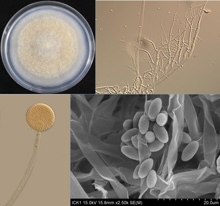 미세플라스틱 분해 능력 지닌 폴리카보네이트, 기계 부품 등 활용도 다양 - 산업종합저널 동향