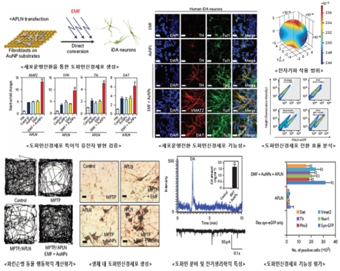 세계 최초 나노융합 기술 활용한 생체 내 세포운영전환 기술개발 - 산업종합저널 동향