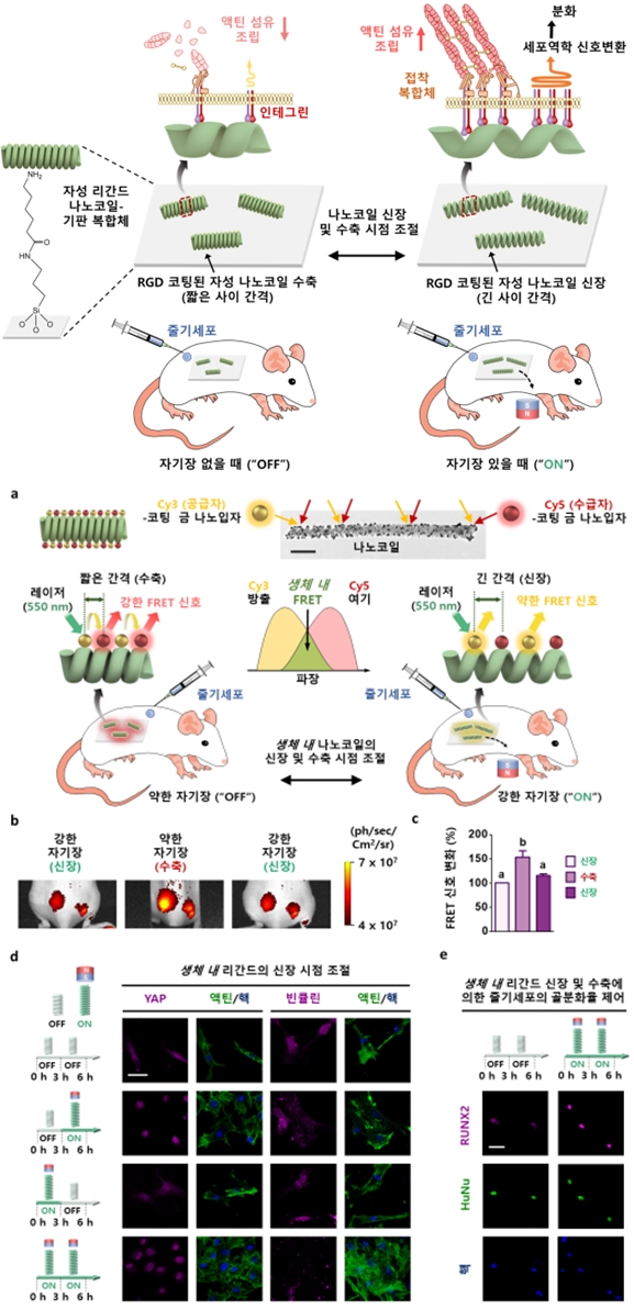 골세포 분화 조절 실마리 '나노코일', 실시간 원격 분화 제어 - 산업종합저널 소재