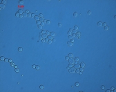 유류 토양오염의 생물학적 정화 길 열려