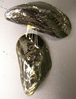 홍합으로 만든 접착제 개발됐다