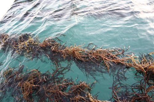 홍조류에서 바이오 에탄올 제조 성공 