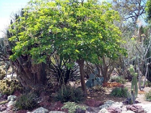 한국 기업, 세계 바이오디젤산업 중심으로 부상