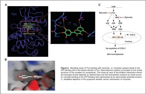 국내 교수진, 양파의 암 예방 효능 및 메카니즘 규명