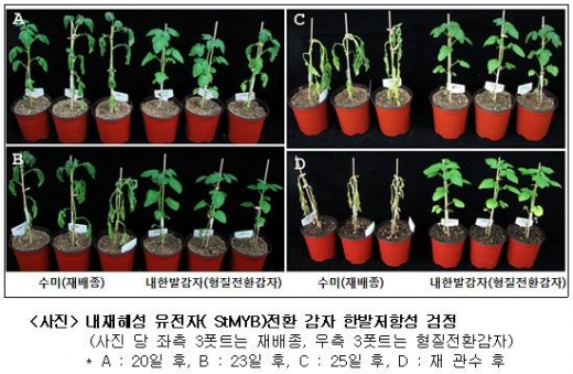 사막에서도 한달 사는 작물…가뭄저항성 유전자 특허출원