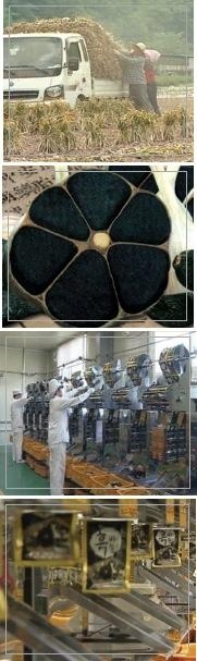 [화제의 기업] 의성흑마늘닷컴, ‘위기를 기회로’