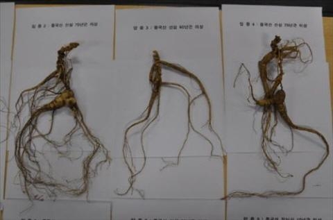 가짜 금덩어리 이어 가짜 산삼까지.. 