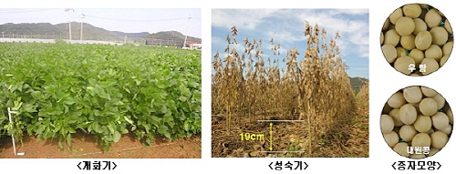기계수확하기 좋은 ‘우람’ 콩 나왔다