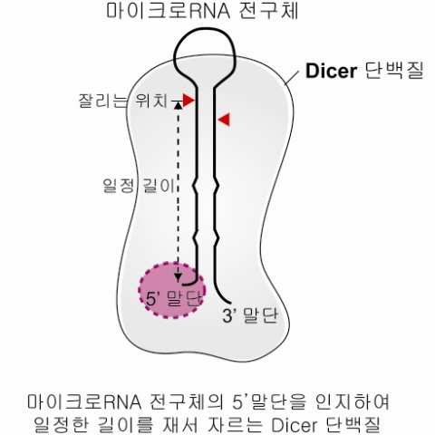 획기적 세포 유전자 조절기술 밝혔다