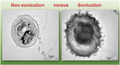 미세조류 바이오 에너지 생산기술 개발