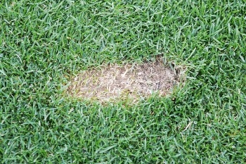 잔디 관리 대통령을 만나다!