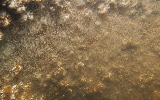 시화호 해파리 박멸작전 개시