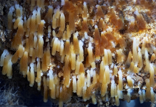 시화호 해파리 박멸작전 개시