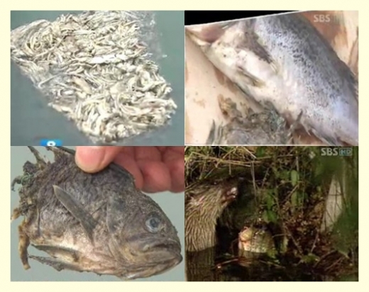 우럭 떼죽음 사건...범인 밝혀져