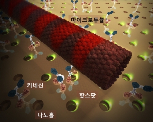 머리카락의 10만분의 1크기도 분별하는 미세광학영상법 개발