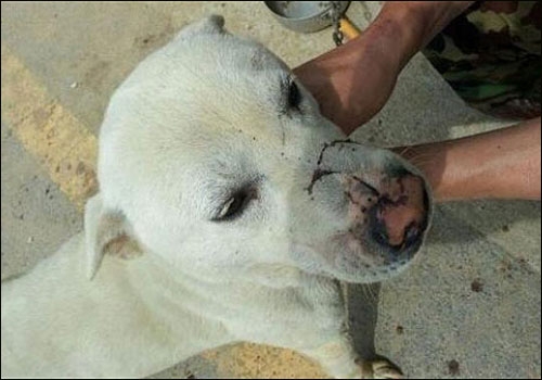 철근 악마, 철근으로 동물 학대 ‘경악’