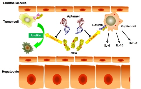대장암 간전이 억제물질 '핵산 앱타머' 개발