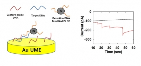 단일 바이오분자 검출 초고감도 나노 DNA센서 개발