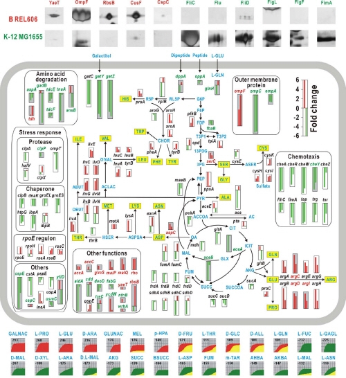 대장균 바이오공장의 핵심 생체 정보 밝혀냈다