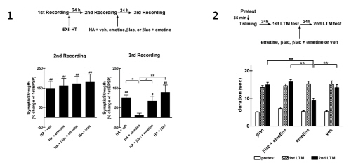 기억 재구성 과정의 시냅스 메커니즘 밝혀 