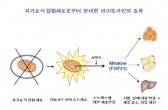 당뇨병과 비만 잡을 ‘마이토카인’ 세계 첫 규명