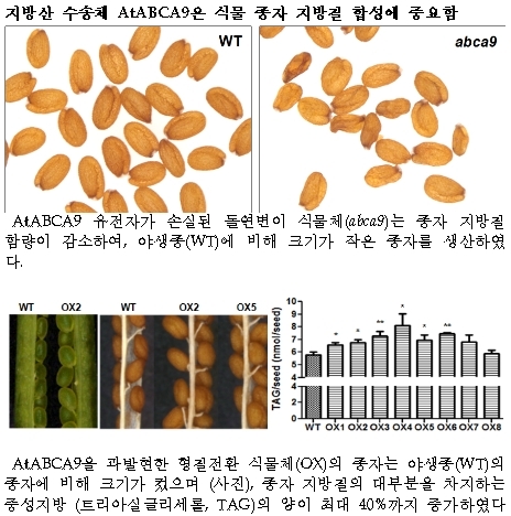국내 연구진, 바이오연료 생산 증대에 기여할 유전자 발견 