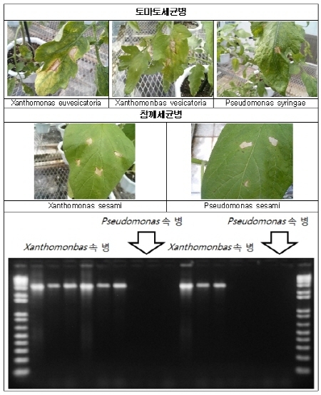 식물세균병 28종 신속 진단기술 개발