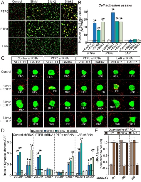 뇌 시냅스 접착단백질의 기능 규명