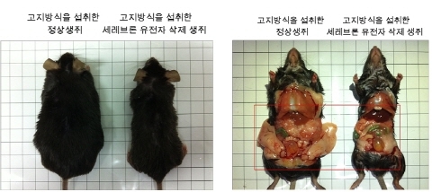 비만, 지방간, 당뇨병 등 대사질환 치료 가능성 열려