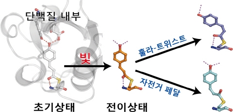 3D로 보고 제어하는 단백질 화학반응 매커니즘 규명