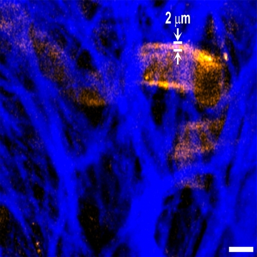 IBS, 무독성 나노입자 활용한 고해상도 광학 영상기술 개발