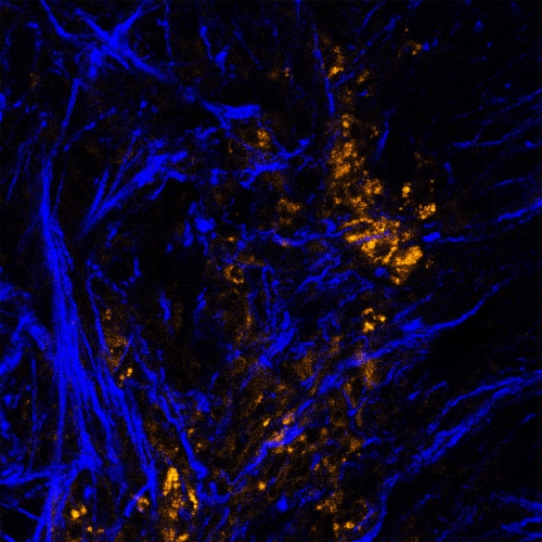 IBS, 무독성 나노입자 활용한 고해상도 광학 영상기술 개발