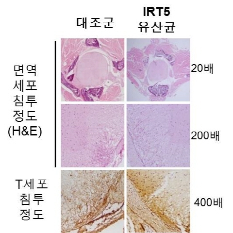 유산균 신경계 면역반응 제어효능 확인