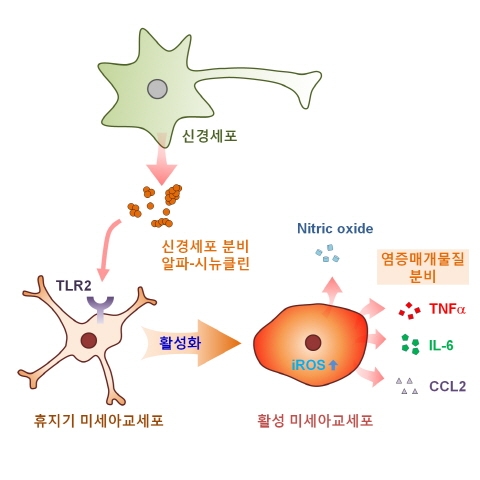 건국대 연구팀, 파킨슨병 등 뇌질환 뇌염증 반응 기전 규명