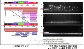 패혈증 원인세균 ‘녹농균’ 정밀 진단기술 개발