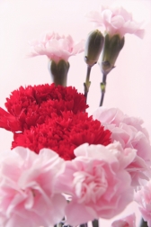 어버이날 선물 1위는 ‘효도여행’