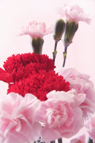 어버이날 선물 1위는 ‘효도여행’