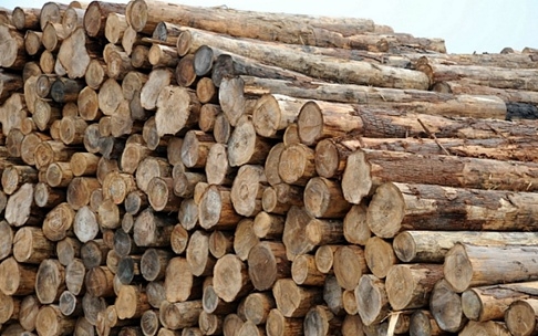 위기의 목재산업, 재도약의 기회 살릴 수 있을까?