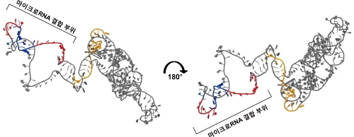 바이러스에서 마이크로RNA 분해물질 발견