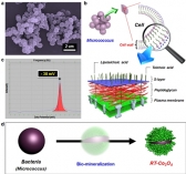 박테리아 이용해 나노분말 합성 성공