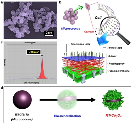 박테리아 이용해 나노분말 합성 성공
