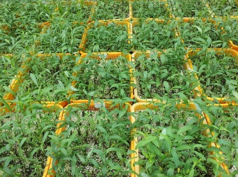 쓸모없는 잔가지, 에너지 자원으로 탈바꿈