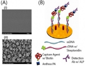 감도 높인 탄저균 센서 기술 개발