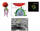 암 치료용 박테리아 나노로봇 세계최초 개발
