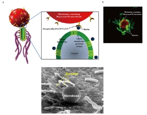 암 치료용 박테리아 나노로봇 세계최초 개발