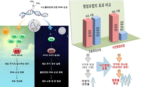 생체시계에 의한 DNA 손상 조절 기전 규명