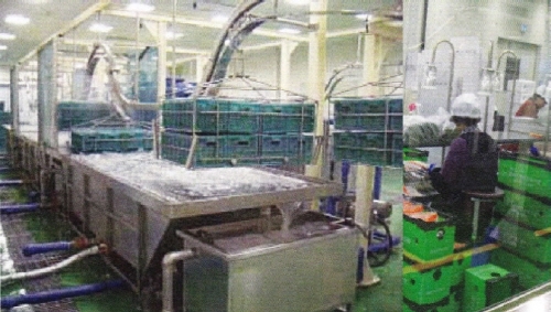 ‘엽채류 세척·살균시스템’큰 호응