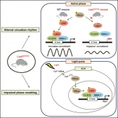 생체리듬 조절하는 새로운 핵심인자(LSD1 단백질) 발견