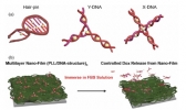 약물방출 제어가 가능한 DNA 나노필름 개발