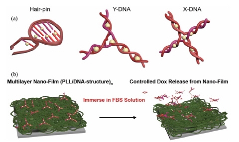약물방출 제어가 가능한 DNA 나노필름 개발